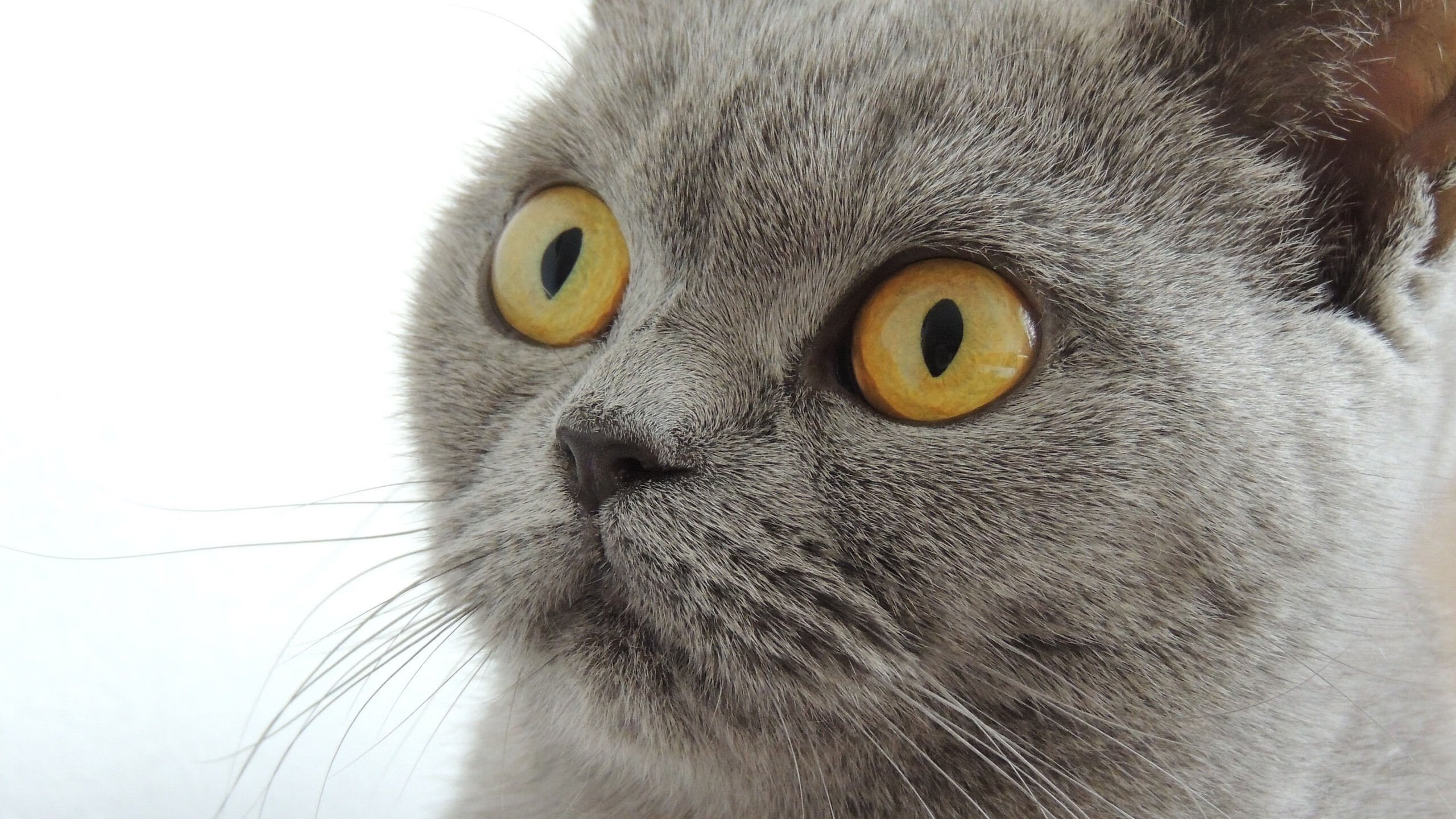 Kaiyun官方登录入口-“法甲争夺激烈，积分榜上演精彩大逆转”，法甲积分榜榜